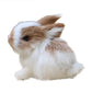 Realistic Bunny Rabbit Toy