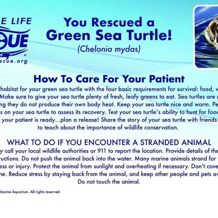 Marine Life Rescue Project Plush - Green Sea Turtle